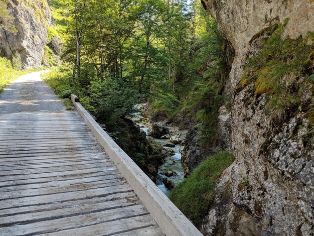 Fußweg inmitten von Bäumen im Wald