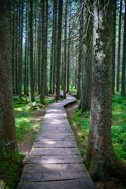 Foto fußweg inmitten von bäumen im wald