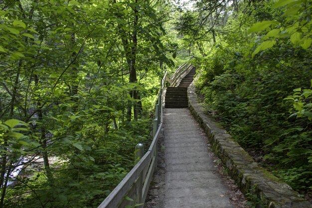 Foto fußweg inmitten von bäumen im wald