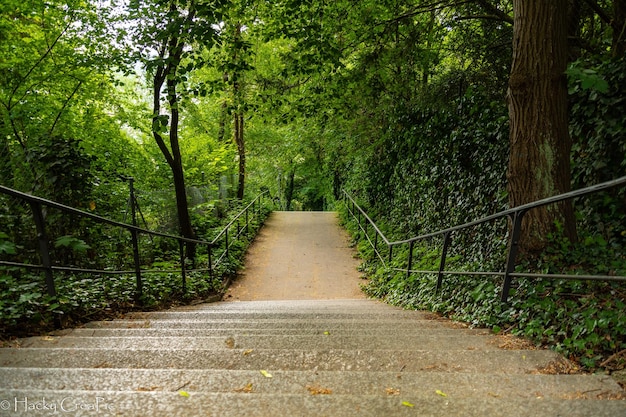 Fußweg inmitten von Bäumen im Wald