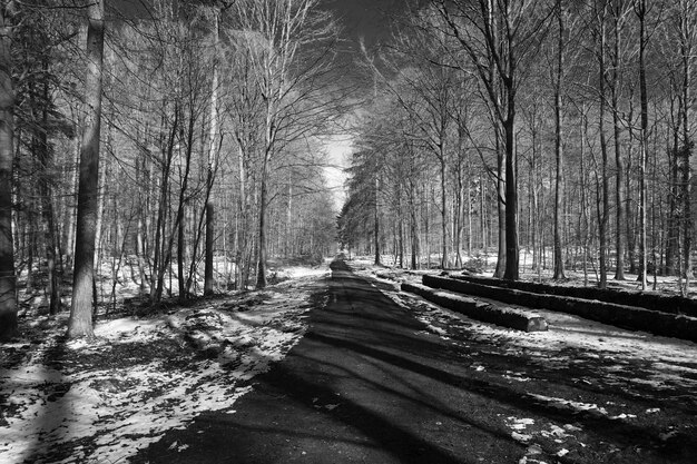 Fußweg inmitten von Bäumen im Wald