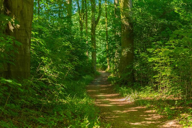 Foto fußweg inmitten von bäumen im wald