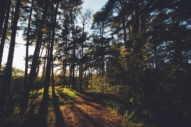 Fußweg inmitten von Bäumen im Wald
