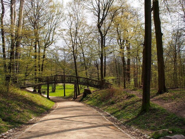 Fußweg inmitten von Bäumen im Wald