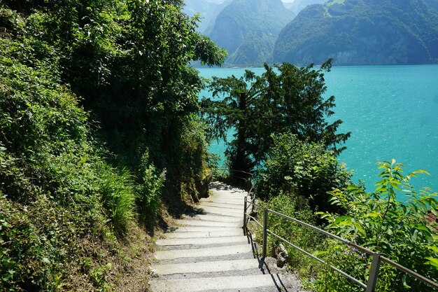 Foto fußweg inmitten von bäumen in der landschaft