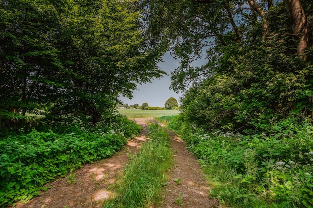 Fußweg inmitten von Bäumen und Pflanzen gegen den Himmel.