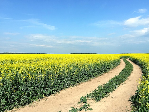 Fußweg inmitten von Pflanzen auf dem Feld gegen den Himmel