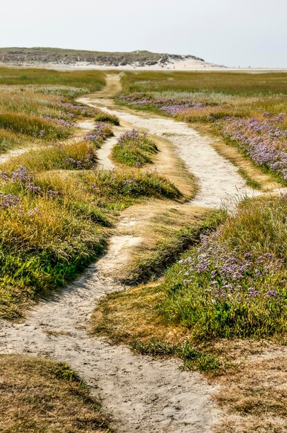 Foto fußweg inmitten von pflanzen