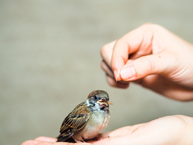 Futter für den Spatzenvogel