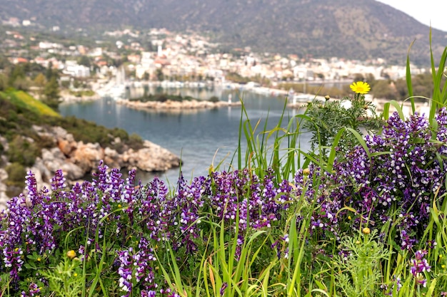 Futterpflanze Vicia villosa subsp varia mit lila Blumen wächst an einem Frühlingstag in der Nähe des Meeres auf einer Bergwiese