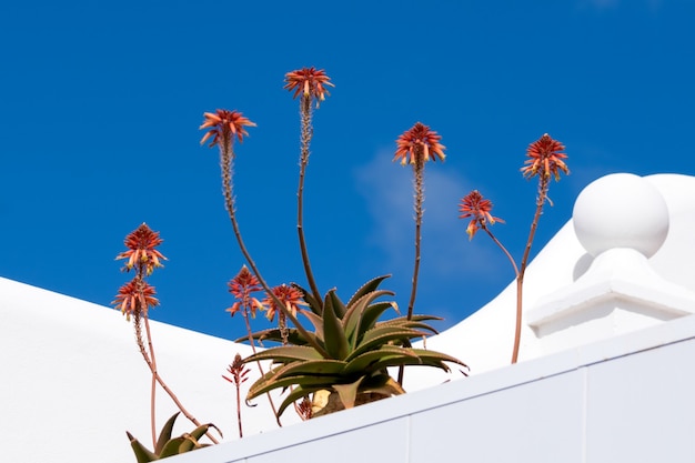 Fynbos Aloe (Aloe succotrina)