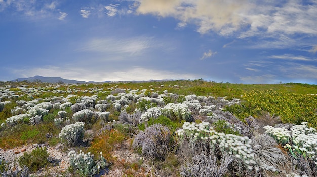 Fynbos do Cabo Ocidental Fynbos no Parque Nacional Table Mountain Cape of Good Hope África do Sul