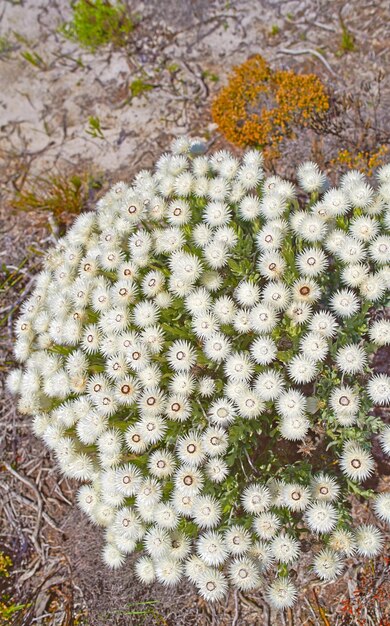 Fynbos no Parque Nacional Table Mountain Cabo da Boa Esperança África do Sul Closeup de cima do ambiente de paisagem cênica com plantas nativas de arbustos brancos e espécies de flores crescendo na natureza