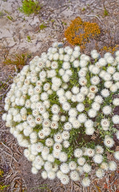 Fynbos en Table Mountain National Park Cabo de Buena Esperanza Sudáfrica Primer plano desde arriba del paisaje escénico con especies de plantas y flores autóctonas de arbusto fino blanco que crecen en la naturaleza