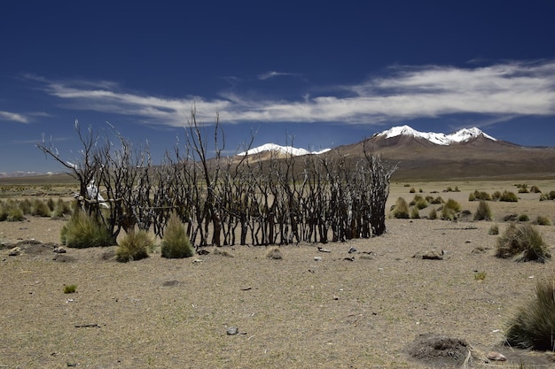 Gabinete redondo para alpacas feitos de galhos secos no Parque Nacional de Sajama cercado por montanhas cobertas de neve Bolívia