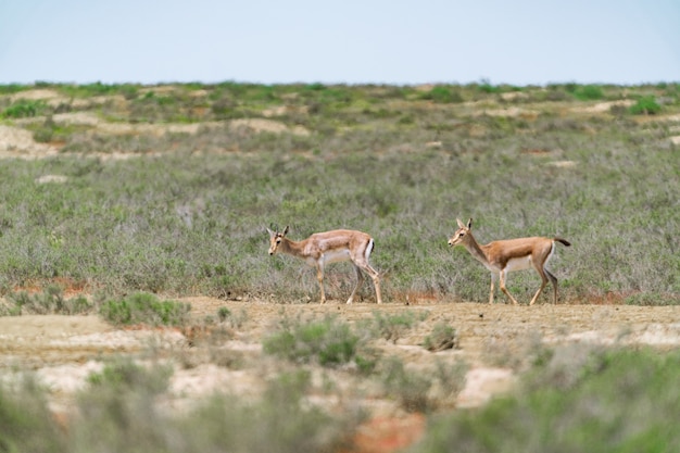 Gacela de bocio Jeyran en campo. Reserva natural de vida silvestre