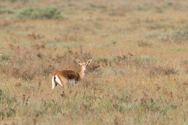 Gacela de bocio Jeyran en campo. Reserva natural de vida silvestre