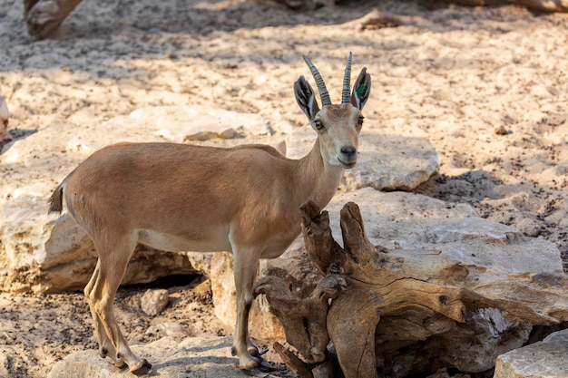 La gacela de montaña sube por un acantilado rocoso. La gacela de montaña palestina con cuernos se alza sobre un enganche caído frente a la cámara, parientes más pequeños del antílope. Nombre científico: Gazella gazella gazella.