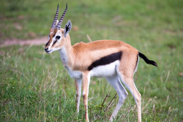 Una gacela de Thomson en la sabana de Kenia en medio de un paisaje herboso