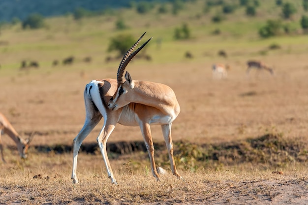 Gacela de Thomson en la sabana en el parque nacional de África