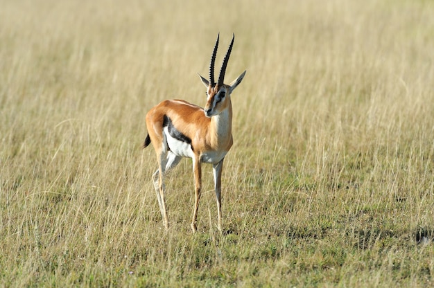 Gacela de Thomson en la sabana en el parque nacional. Kenia, Africa