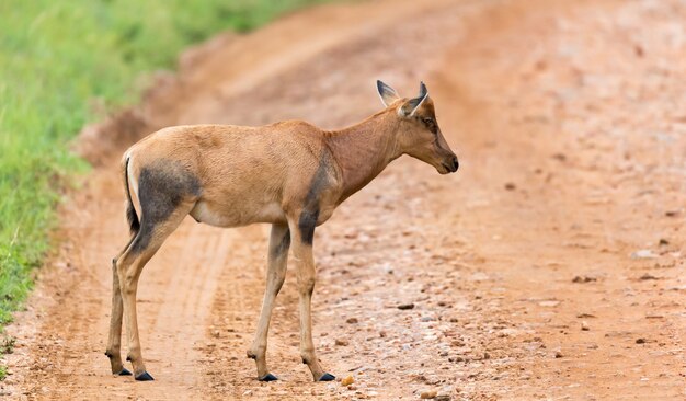 Una gacela Topi en la sabana en medio de un paisaje herboso