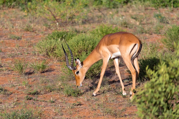 Gacelas Impala pastaban en la sabana de Kenia