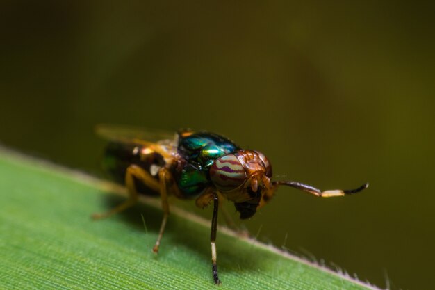 Gadfly auf einem grünen Blatt in der Natur