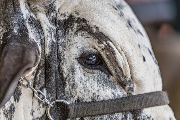 Gado brasileiro de elite zebu em um parque de exposições