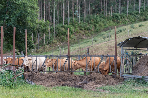 Gado comendo feno na fazenda