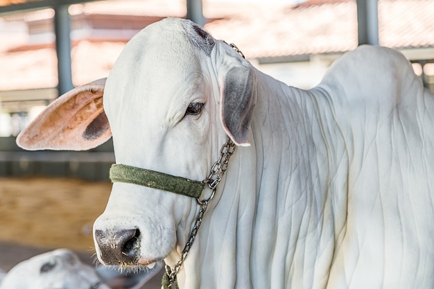 Gado de elite Nelore brasileiro em um parque de exposições