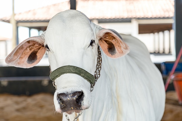 Gado de elite Nelore brasileiro em um parque de exposições