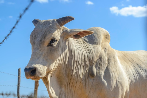 Foto gado de nellore bois em primeiro plano gado brasileiro vaca louca