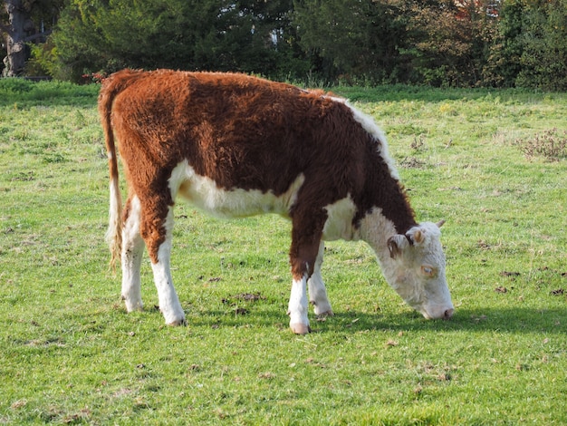 Gado de prados Coe Fen em Cambridge