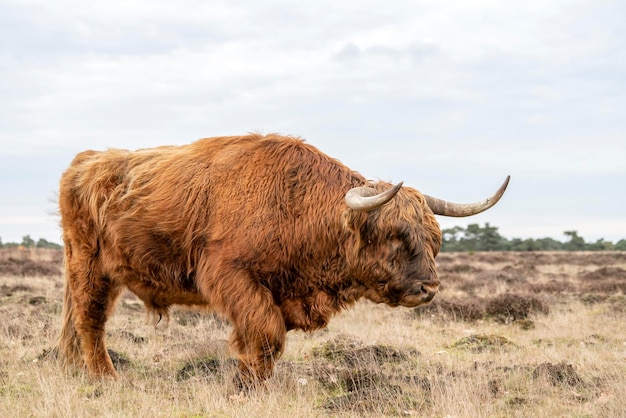 Gado de vaca bonito Highland (Bos taurus taurus) pastando no campo.