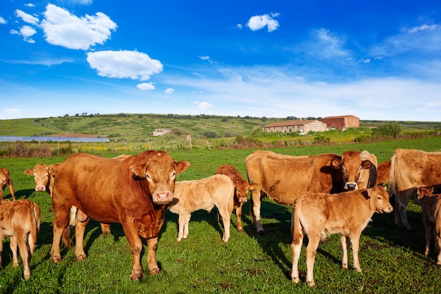 Gado de vaca na Extremadura da Espanha