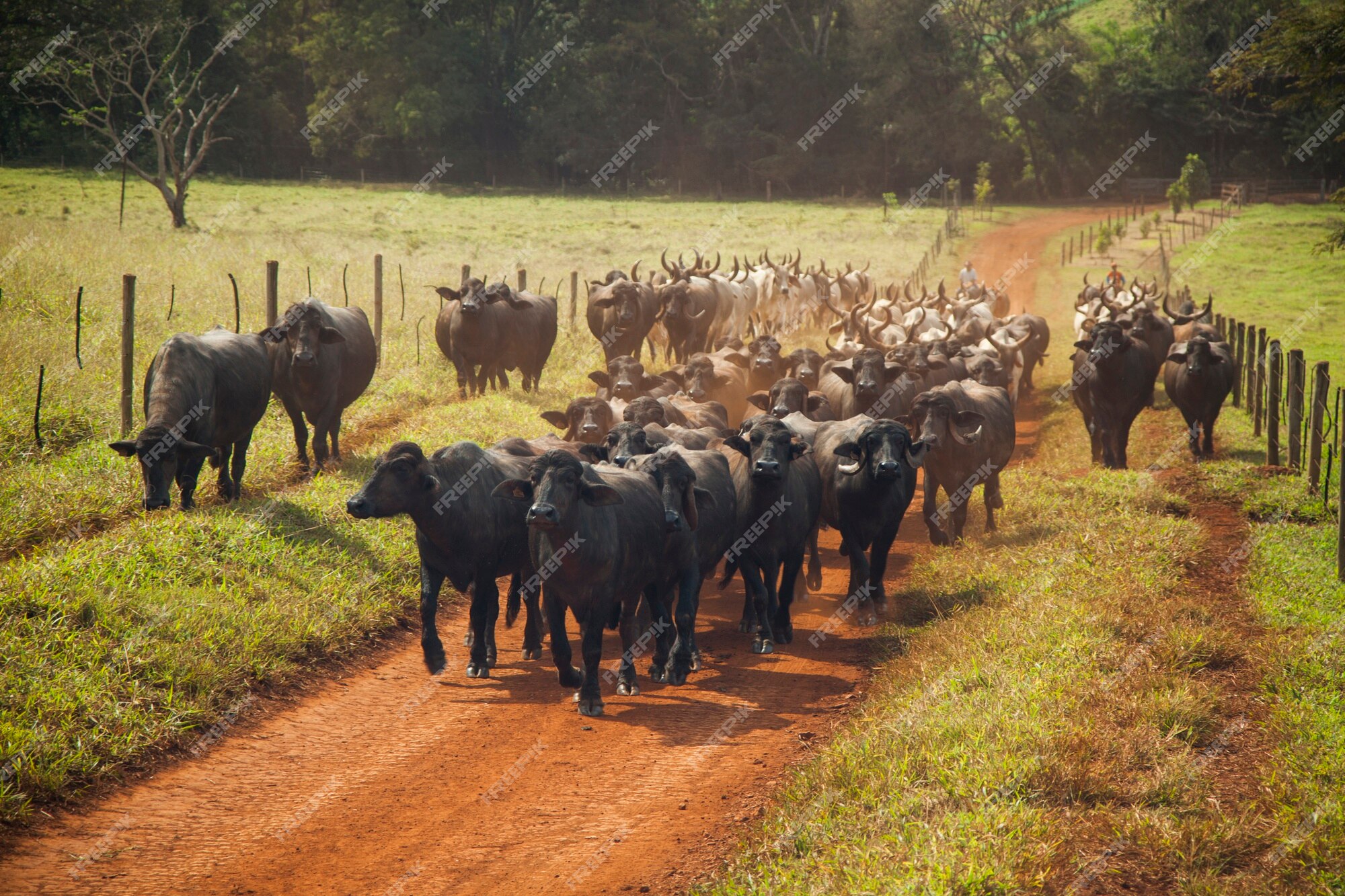 Duas mulheres e um homem atacados por vacas e touro em praia escocesa