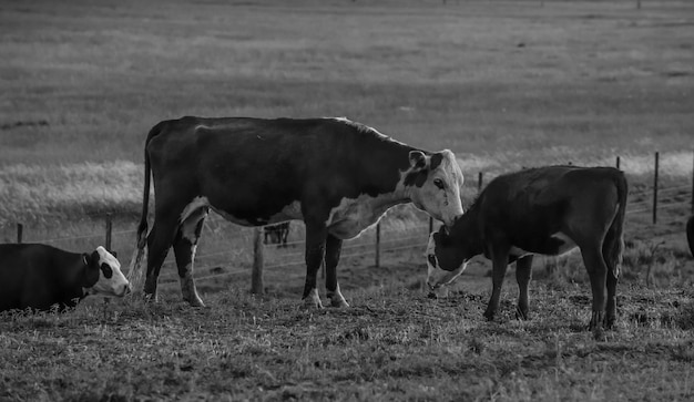 Gado e bezerro na zona rural argentina Província de La Pampa Argentina