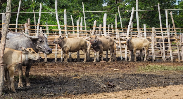 Gado e búfalos são comercializados. No mercado de Rong Wua, Chiang Mai, Tailândia