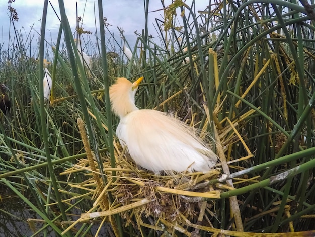 Gado Egreta Bubulcus ibis nidificando Província de La Pampa Patagônia Argentina