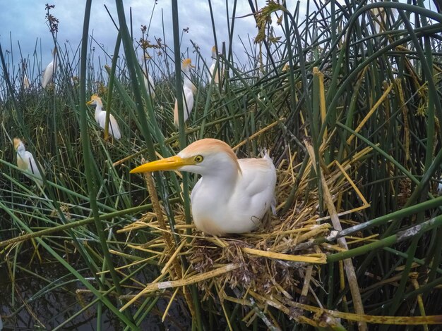 Gado Egreta Bubulcus ibis nidificando Província de La Pampa Patagônia Argentina