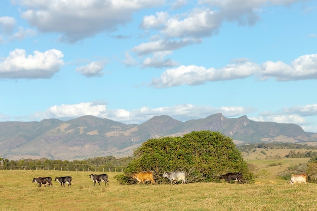 Gado em pastagem de fazenda de Guarani