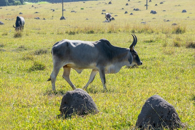 Gado Guzerá a pasto com outros animais