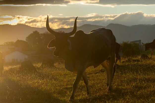 Gado guzerá a pasto no final do dia ao pôr do sol