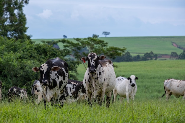 Gado leiteiro com manchas brancas e pretas no pasto verde