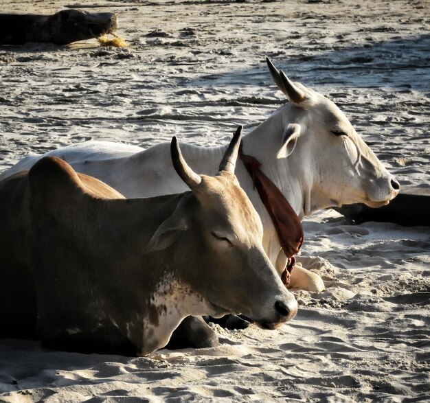 Foto gado na praia