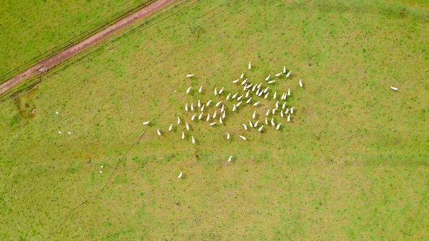 Gado Nelore brasileiro em uma fazenda. Vista aérea