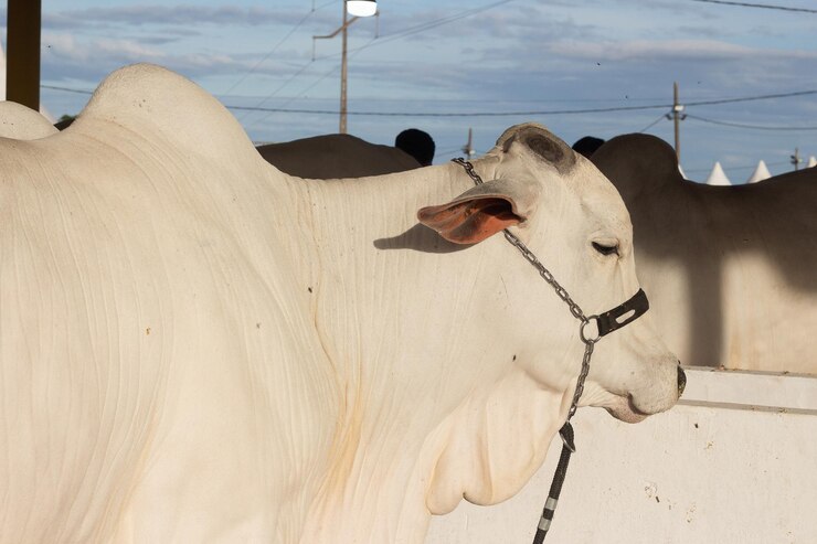 Foto gado nelore em barraca de exposição