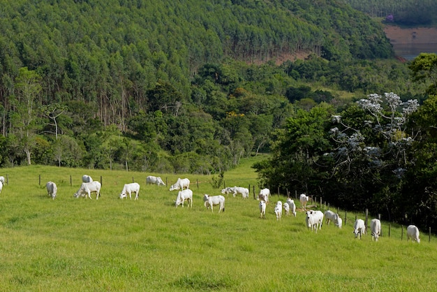 Foto gado nelore em pastagem na zona rural do brasil