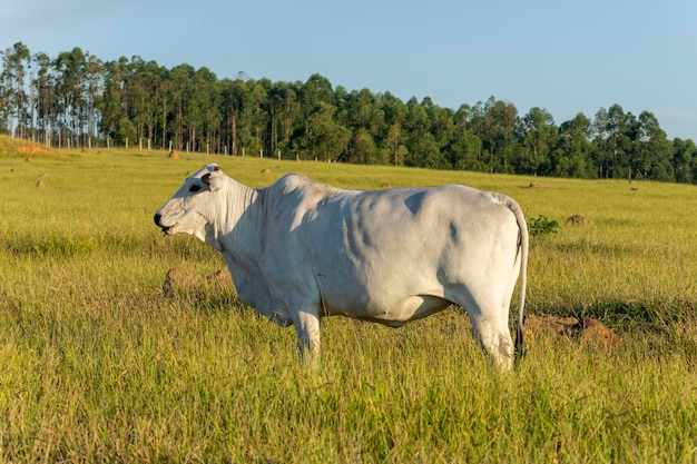 Gado Nelore em pastagem verde